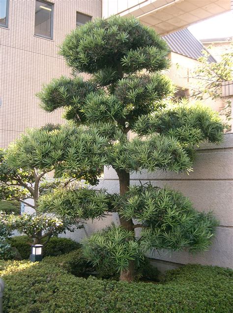 podocarpus macrophyllus